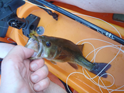 Another lunker falls victim to the olive wooley